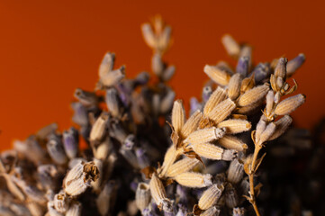 Lavender flowers close up. Banner for lavender essential oil advertisement with dried flowers and...