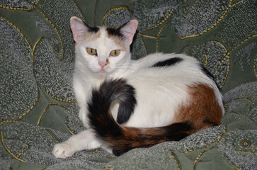 Portrait of tricolor cat  white fur with red and black spots resting on a sofa. Home pet cat portrait.