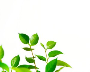 Fototapeta premium Close-up of Vibrant Green Leaves Against a White Background
