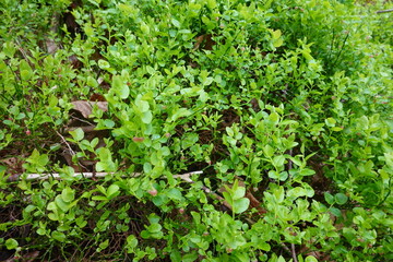 Wild blueberry plants growing in the forest
