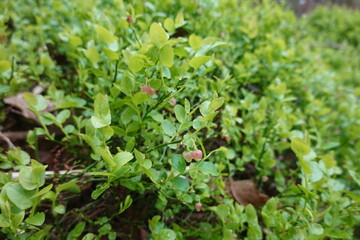 Wild blueberry plant growing in the forest undergrowth