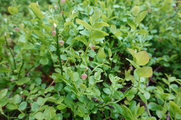 Wild blueberry plant growing in the forest undergrowth