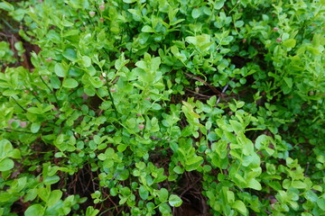 Wild blueberry plants growing in forest undergrowth