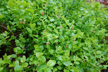 Obraz premium Wild blueberry plant growing in the forest undergrowth