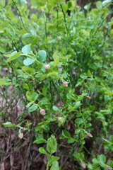 Wild blueberry plant growing in the forest undergrowth