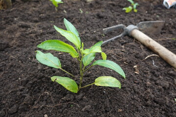 Pepino dulce seedling growing in fertile soil with hoe nearby