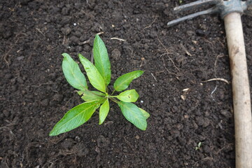 Pepino dulce or sweet cucumber or melon pear growing in fertile soil
