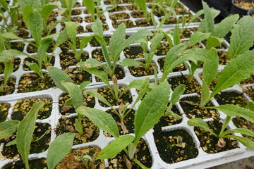Seedlings growing in seed tray at greenhouse nursery