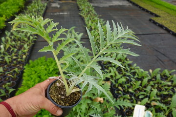 Gardener holding potted cardoon seedling in nursery greenhouse