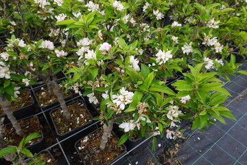 Blooming apple tree saplings growing in pots at plant nursery