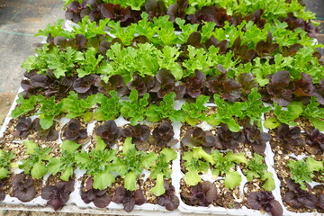 Farmer growing seedlings of green and red lettuce in seed trays