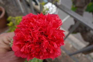 Hand holding blooming red double papaver flower on balcony