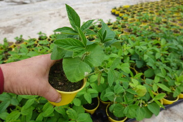 Farmer holding young soybean plant in greenhouse