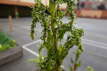 Black aphids colonizing and damaging green plant leaves