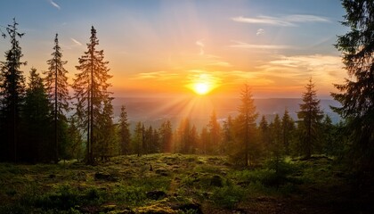 sunset in the forest