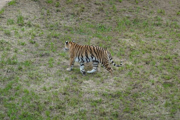 Majestic tiger walking on green grass in wildlife preserve