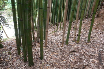 Green bamboo stalks growing in dense forest setting