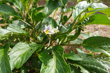 Pepino dulce, solanum muricatum, melon pear, growing in vegetable garden