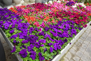 Colorful petunia flowers blooming in garden center