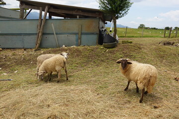 Sheep grazing in green pasture by wooden barn on sunny day