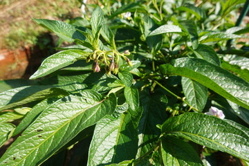 Pepino dulce melon pear plant growing in garden