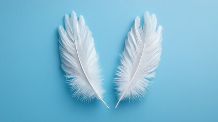 Obraz premium Soft white feathers arranged symmetrically on blue background