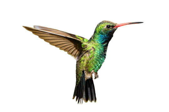 Broad-Billed Hummingbird (Cynanthus latirostris) Photo, in Flight Flashing His Colors, on a Transparent Isolated PNG Background
