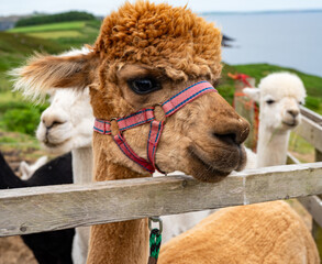 Brown Alpaca