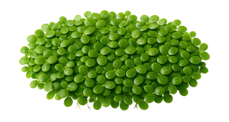Dense mat of common duckweed with closely packed, small, flat, green leaves