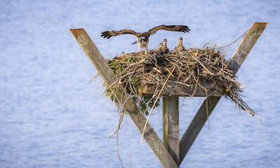 Female Osprey on nest with three osprey chicks at West Point Dam in Alabama.