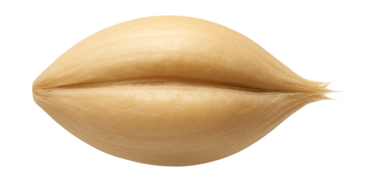 Barley grain with plump, rounded body and a distinct groove