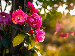 A vibrant close-up of pink roses glowing in the warm golden light of sunset, with soft bokeh in the background. Ideal for themes of nature, romance, and tranquility.