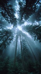 misty forest sunbeams through tall evergreen trees foggy morning atmospheric nature landscape