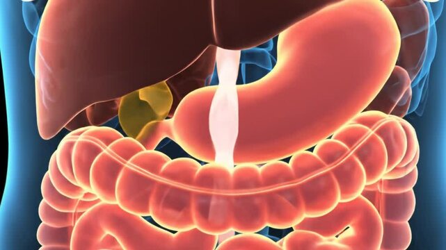 Detailed illustration of human digestive system organs for educational or medical purposes