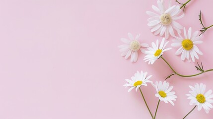 A minimal - styled concept with white daisy chamomile flowers placed on a pale pink background. The pure white petals of the daisies contrast beautifully with the soft, gentle pink backdrop, creating 