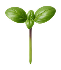 Basil seedling with smooth, oval cotyledons and purple-tinged stem