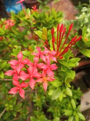 Obraz premium Red Ixora flower
