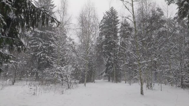 After a snowfall, everything is covered with snow. Pedestrians trampled a path among the snowdrifts. Footprints in the snow. Nearby pine, spruce and birch trees. Overcast winter weather and gray skies