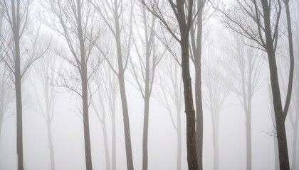 Foggy forest scene