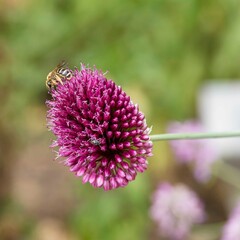 Allium sphaerocephalon | Ail sphérocéphale d'ornement à tête ronde et ovoïde à floraison en ombelle sphérique grenat avec étamines protubérantes à l'odeur attirant les pollinisateurs

