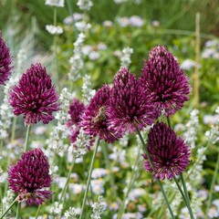 Allium sphaerocephalon ou Ail à tête ronde à floraison mellifère de petites fleurs en pompons recouvertes de membranes pourpre foncé au sommet de tiges dressés dépourvues de feuilles
