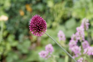 Ail à tête ronde ou  ail sphérocéphale (Allium sphaerocephalon) à inflorescence ovoïde en ombelles de petites fleurs rouge pourpré sur fine tige dressée au feuillage desséché en été
