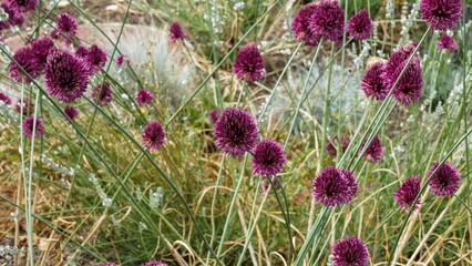 (Allium sphaerocephalon) Massif rocailleux d'Alliums décoratifs ou ail sphérocéphale à têtes coniques rouges bordeaux sur haute tige fine et dressées
