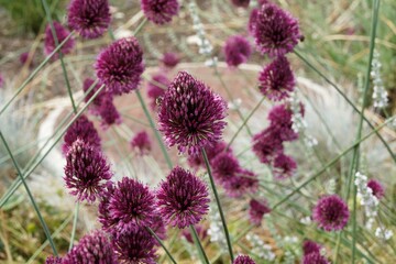 (Allium sphaerocephalon) Ail à tête ronde ou ail d'ornement à inflorescences coniques groupées de petites fleurs entourées de spathes rouge bordeaux au sommet de tiges vertes, fines et creuses 