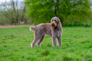 2025-04-06 A SHAGGY COATED DOG WITH ITS MOUTH OPEN STANDING IN A NICE GREEN FIELD  LOOKIN GOVER ITS SHOULDER AT THE OFF LEASH DOG ARE AT MARYMOOR PARK IN REDMOND WASHINGTON