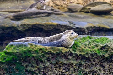 2025-07-03 A LONE SEAL RESTING ON THE ALGAE COVERED ROCKS IN THE CHILDRENS POOL IN LA JOLLA CALIFORNIA NEAR SAN DEIGO