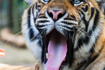 Tiger kingdom. Thailand, Phuket. High resolution photo.