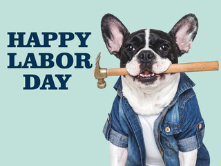Happy Labor Day. Cute puppy, work overalls and hammer. Close-up, indoors. Studio shot....