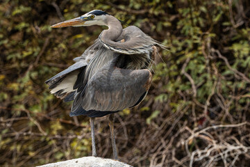 Great Blue Heron (Ardea herodias) Stretching its Neck, Looking Back Over Its Shoulder