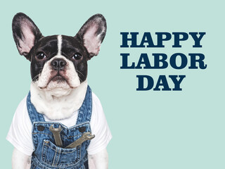 Happy Labor Day. Cute puppy, work overalls and hammer. Close-up, indoors. Studio shot. Congratulations for family, relatives, loved ones, friends and colleagues. Pets care concept